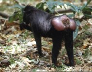 Macaca_nigra_oestrus.jpg