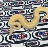 Pinstripebanana
